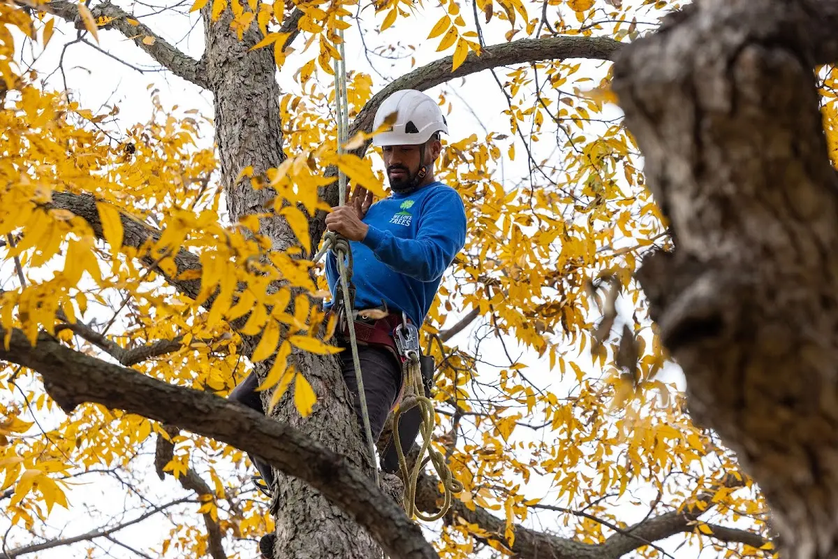 Skilled Storm Damage Cleanup crew working in Pocahontas